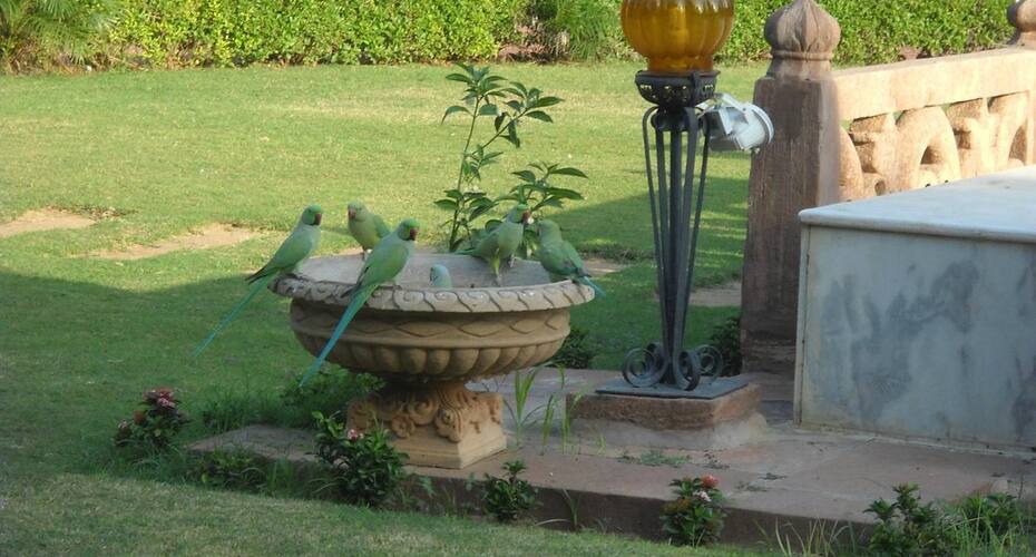 Fort Chanwa by Citrus, Jodhpur 4